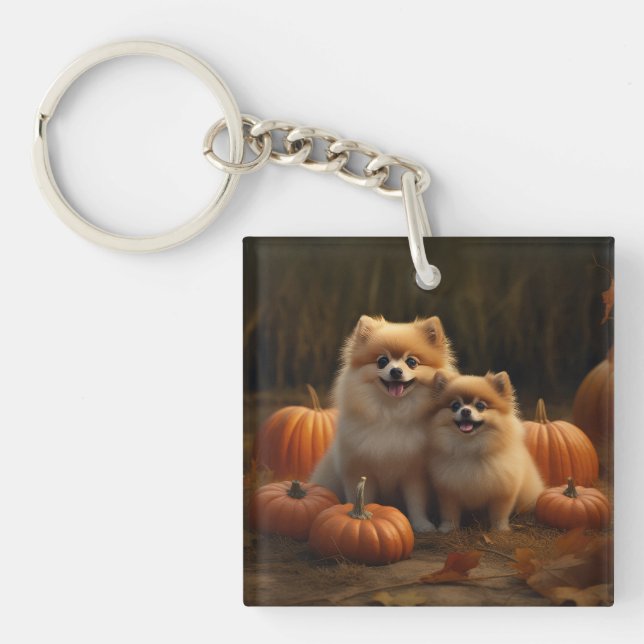 Pomeranian Valp Höstglädje Pumpa (Framsidan)