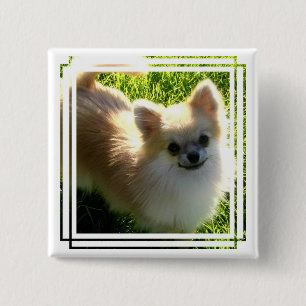 Pomeranian valpar klämmer fast knapp