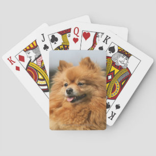 Pomeranian Watching Spelkort