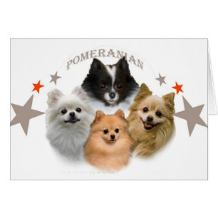 Pomeraniani kan inte ha precis en Cards Hälsningskort
