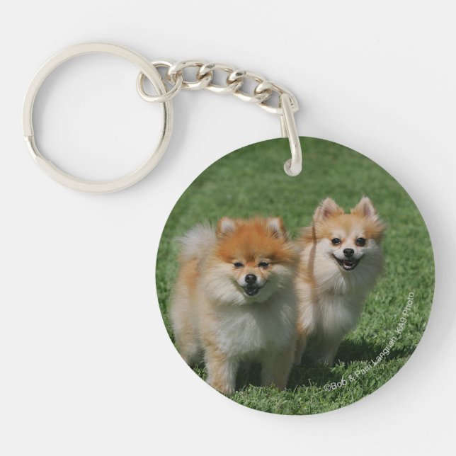 Pomeranians tittar kamera 2 (Framsidan)