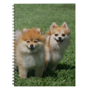 Pomeranians tittar kamera 2 anteckningsbok med spiral