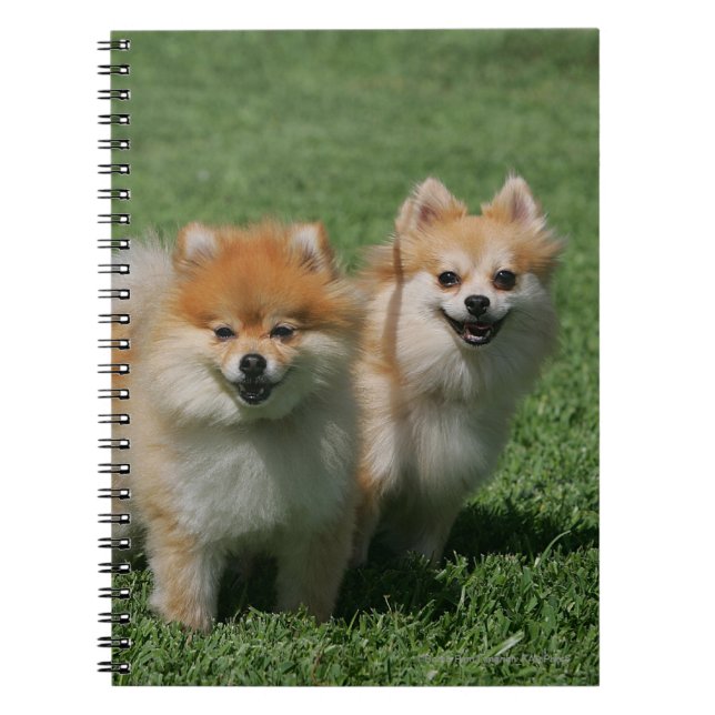 Pomeranians tittar kamera 2 anteckningsbok med spiral (Framsidan)