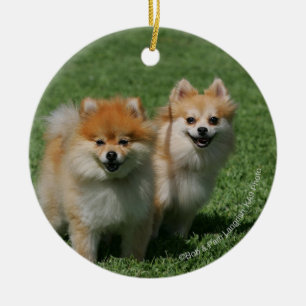 Pomeranians tittar kamera 2 julgransprydnad keramik