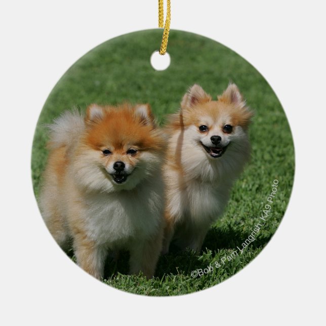 Pomeranians tittar kamera 2 julgransprydnad keramik (Framsidan)