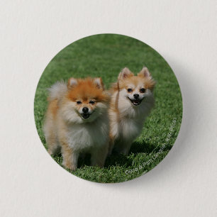 Pomeranians tittar kamera 2 knapp