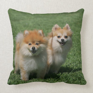 Pomeranians tittar kamera 2 kudde