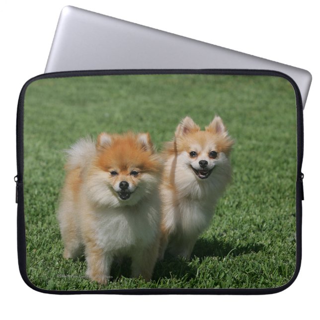Pomeranians tittar kamera 2 laptop sleeve (Framsidan)