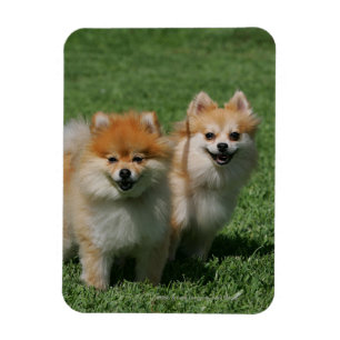 Pomeranians tittar kamera 2 magnet
