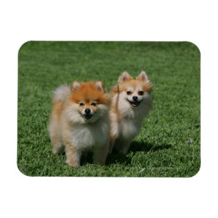 Pomeranians tittar kamera 2 magnet