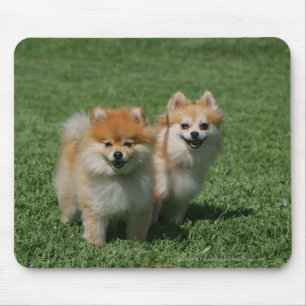 Pomeranians tittar kamera 2 musmatta