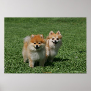 Pomeranians tittar kamera 2 poster