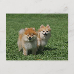Pomeranians tittar kamera 2 vykort