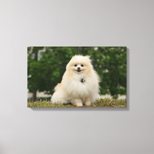 Pomeraning Sitta Canvastryck (Framsida)