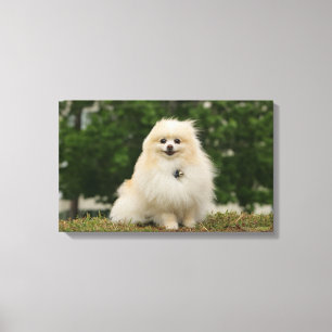 Pomeraning Sitta Canvastryck