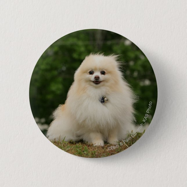 Pomeraning sitta knapp (Framsida)