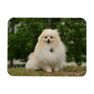 Pomeraning Sitta Magnet