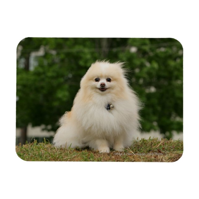 Pomeraning Sitta Magnet (Horisontell)