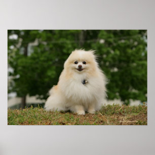 Pomeraning sitta poster