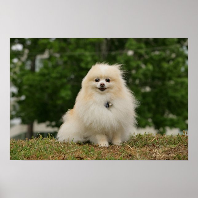 Pomeraning Sitta Poster (Framsidan)