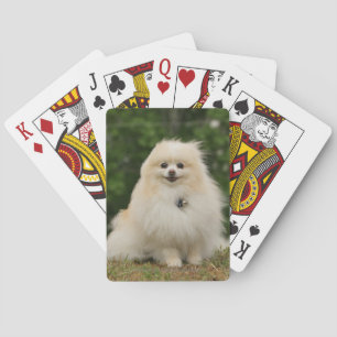 Pomeraning Sitta Spel Kort