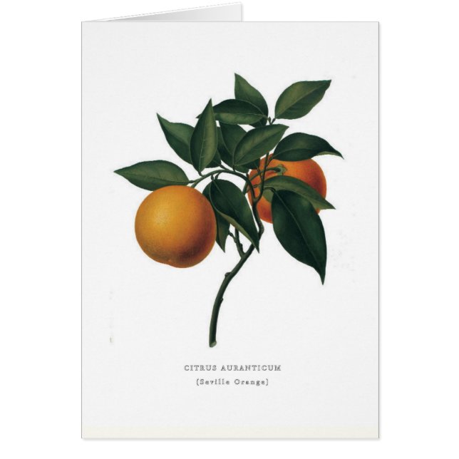 Pomerans Hälsningskort (Framsidan)