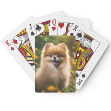 Pomeransk marionett i Flower Fält