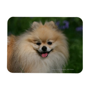 Pommansk leende magnet