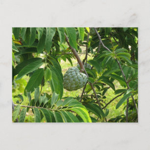 Pomme Cannelle - Martinique, FWI Vykort