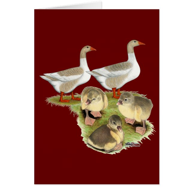 Pommern Goose-familjen OBS Kort (Framsidan)