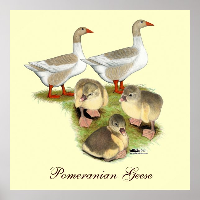 Pommern Goose-familjen Poster (Framsidan)