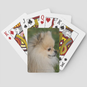 Pommern Headshot 2 Kortlek