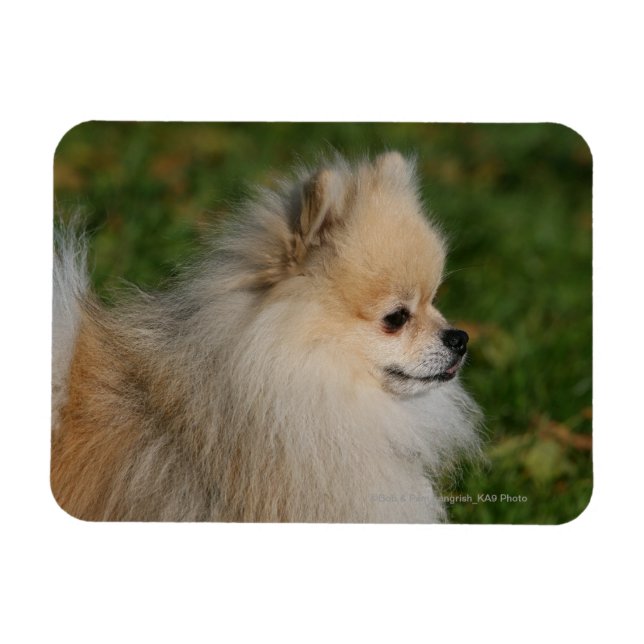 Pommern Headshot 2 Magnet (Horisontell)