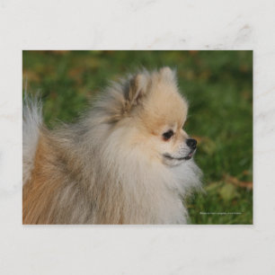 Pommern Headshot 2 Vykort
