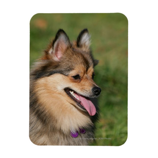 Pommern Headshot Panting Magnet (Vertikal)