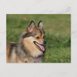 Pommern Headshot Panting Vykort