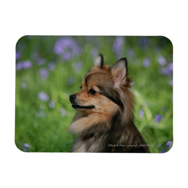 Pommern Headshot Sitta Magnet (Horisontell)