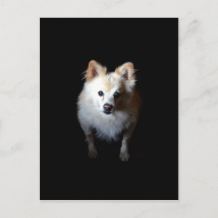 Pommern-Hund i Mörk Vykort
