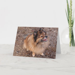 Pommern hund kort