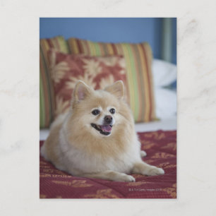 Pommern-hund på ett vänligt hotellrum för sällskap vykort