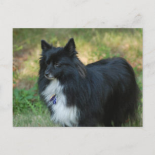 Pommern Hund vycard Vykort