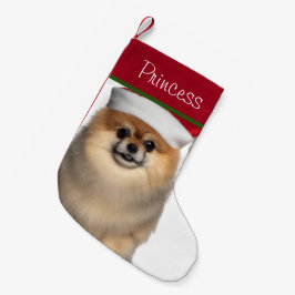 Pommern med julklapp i jultomten liten julstrumpa