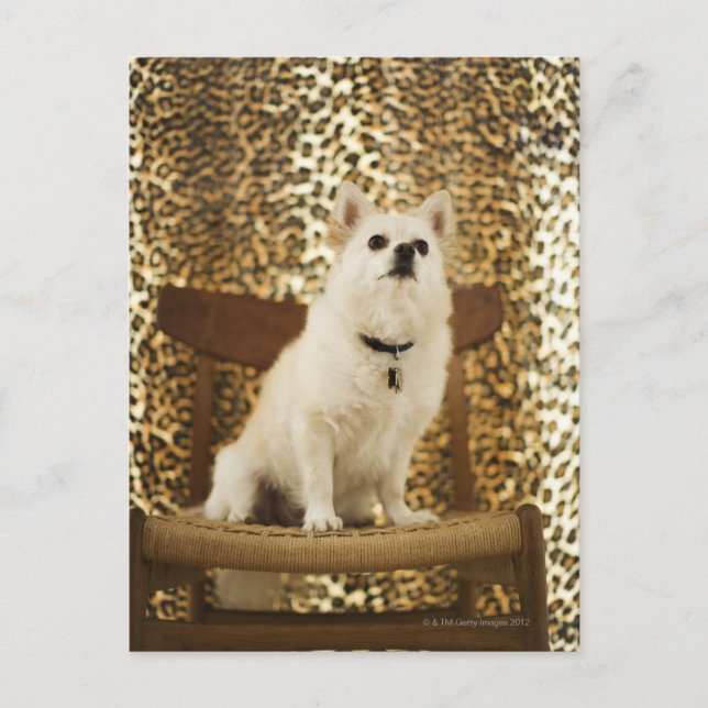 Pommern mix vykort (Framsida)