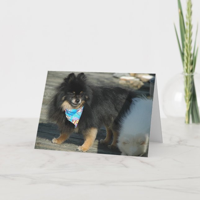 Pommern Party Attire ~ födelsedagskort Kort (Framsida)