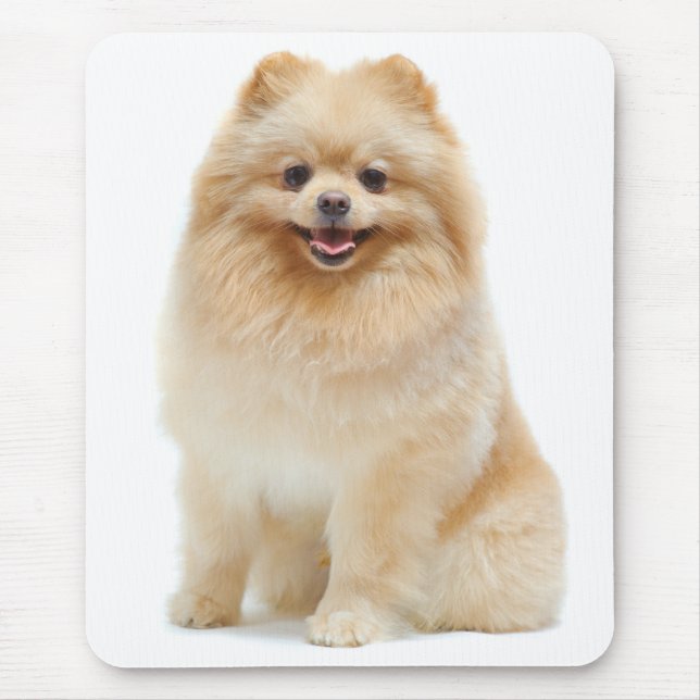 Pommern Puppy Hund Mousepad Musmatta (Framsidan)