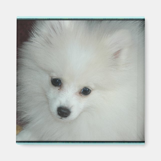 Pommern Puppy Magnet (Framsidan)