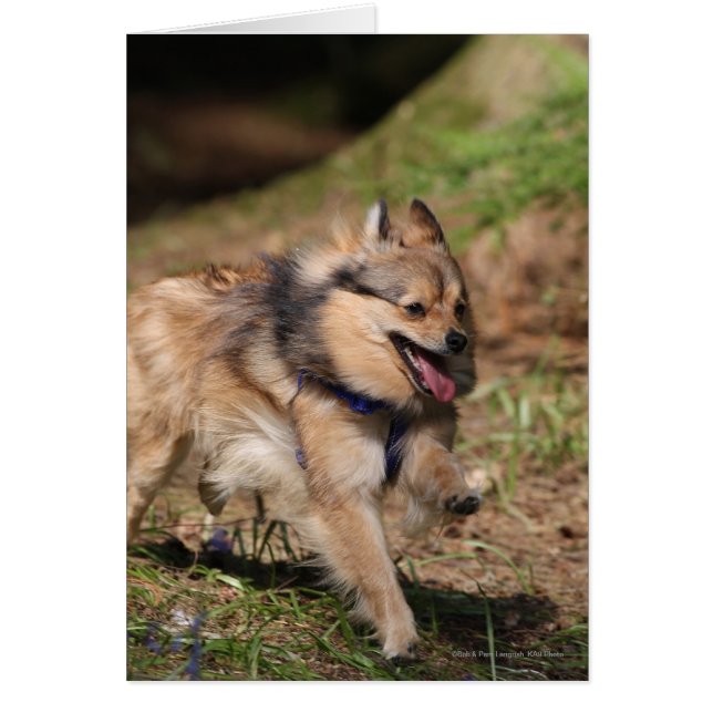 Pommern springer med Harness på Hälsningskort (Framsidan)