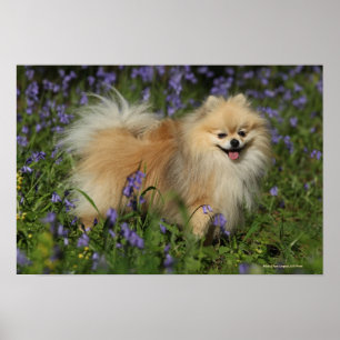 Pommern Tittar i Camera i Bluebells Poster