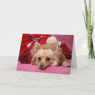 Pommern Valentine Card Helgkort