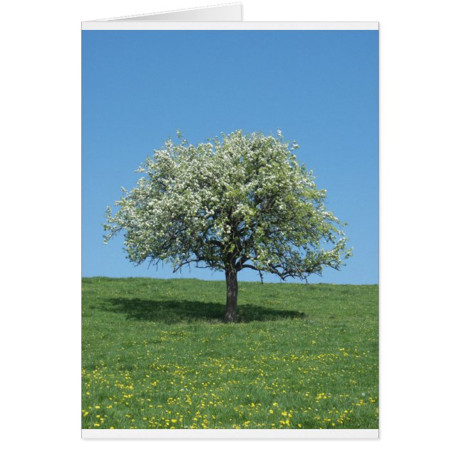 pommier hälsningskort (Framsidan)